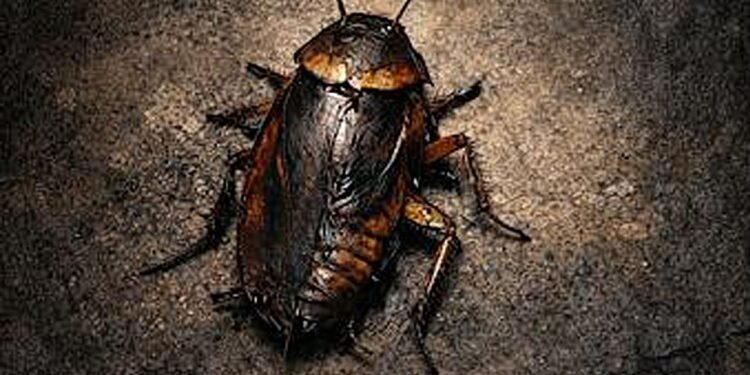 సెన్సార్ పూర్తి చేసుకున్న సునీల్ కుమార్ రెడ్డి “ కాక్రోచ్ “